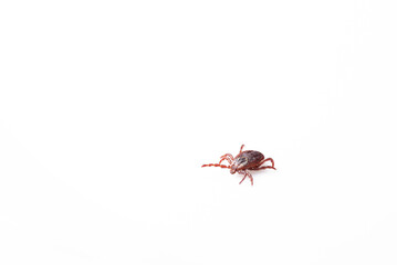 Insect tick isolated on a white background. A dangerous arachnid tick in close-up. A dangerous insect. Magnified view.