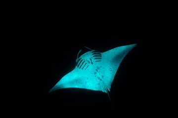 Manta Ray Wildlife Swimming free in Maldives