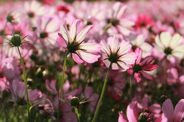 Cosmos flowers in the garden and blue background, blurry flower background, light pink cosmos flower.	