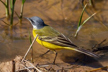 Western yellow wagtail (Motacilla flava), on the pond looking for food, nature concept.
