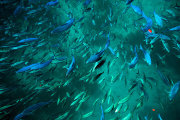 Fototapeta na wymiar Fusiliers Fishes or Caesionidae in Maldive sea Mixed with Zoo Plankton