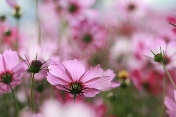 Cosmos flowers in the garden and blue background, blurry flower background, light pink cosmos flower.