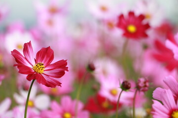Cosmos flowers in the garden and blue background, blurry flower background, light pink cosmos flower.	
