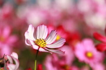 Cosmos flowers in the garden and blue background, blurry flower background, light pink cosmos flower.	