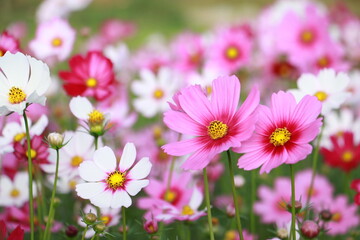 Cosmos flowers in the garden and blue background, blurry flower background, light pink cosmos flower.