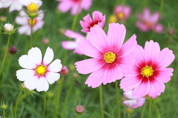 Cosmos flowers in the garden and blue background, blurry flower background, light pink cosmos flower.	