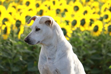 Close up dog white  and flower background.