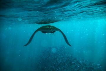 Manta Ray Wildlife Swimming free in Maldives