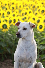 Close up dog white  and flower background.
