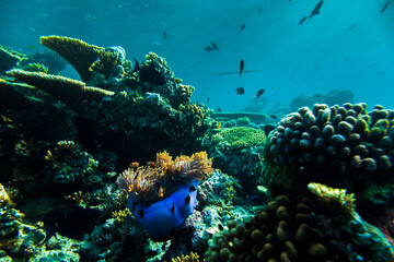 Beautiful Coral Reef full of Underwater Animals © Fotopogledi