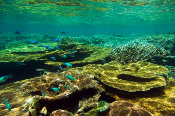 Beautiful Coral Reef full of Underwater Animals