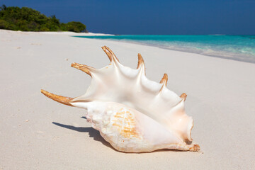 Obraz na płótnie Canvas Spider shell on Maldive white sand beach