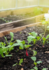 Radishes growing in the garden nice sunny day beautiful.