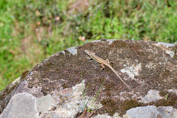 The viviparous lizard, or common lizard, (Zootoca vivipara, formerly Lacerta vivipara), on the rock