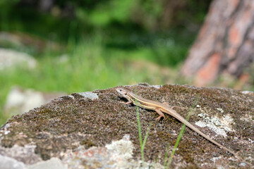 The viviparous lizard, or common lizard, (Zootoca vivipara, formerly Lacerta vivipara), on the rock