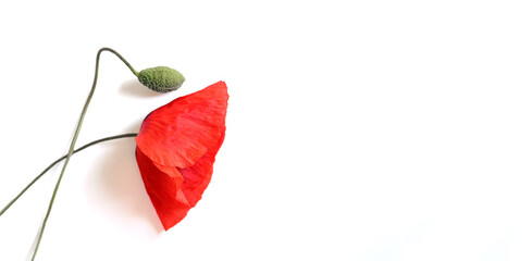 red poppy flower composition background banner 