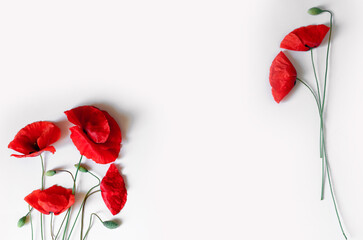 poppy flowers composition background