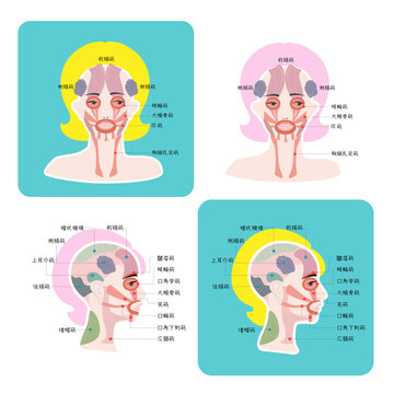 Orbicularis Oculi Images Browse 369 Stock Photos Vectors And Video Adobe Stock