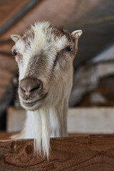 Fototapeta premium Portrait of a hornless goat with a long beard .