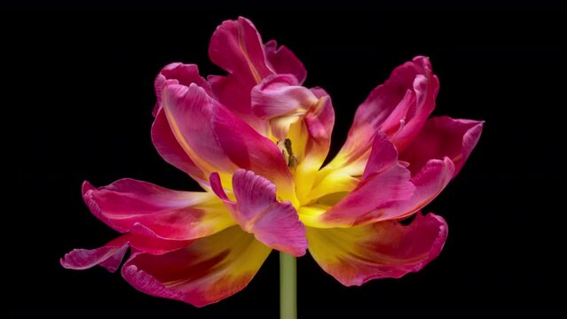 Timelapse of pink tulip flower blooming on black background. Easter, spring, valentine's day, holidays concept