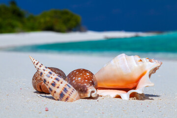 Typical Shells Arrangement on a Beach of Maldives
