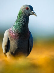 close up of a pigeon, Dove, Pigeon, Rock dove, Rock pigeon, common pigeon, Columba livia.