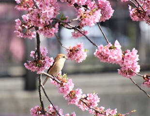 桜の花と野鳥のモズ