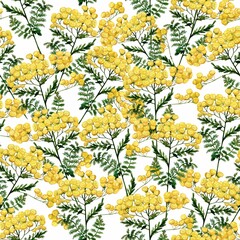 Watercolor wild tansy flowers pattern on white
