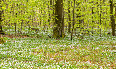 Anemones in Danish Forest - obrazy, fototapety, plakaty