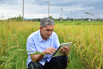 Naklejka na ściany i meble Portrait of Asian senior man wears white shirt and jeans sitting in the middle of the rice paddy field and taking smartphone to take photos and to use the social network to share his daily life.