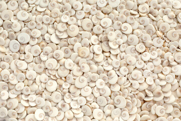 Light sea style summer background. Scattering of shells.