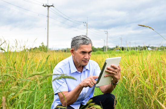 Portrait of Asian senior man wears white shirt and jeans sitting in the middle of the rice paddy field and taking taplet to take photos and to use the social network to share his daily life.