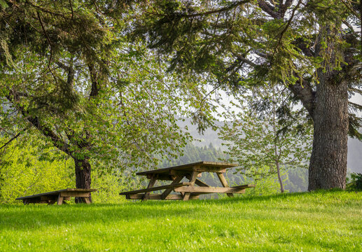 Wooden picnic tables under trees in a scenic park in summer. Relaxation, recreation concept.