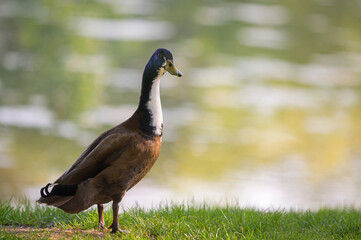 A male mallard on a meadow near a lake