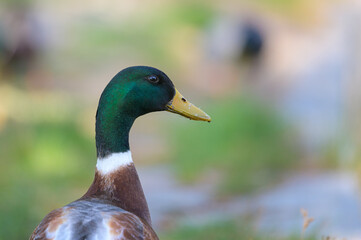 A male mallard on a meadow near a lake