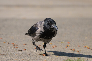 A carrion crow picking up food on a sunny day in spring