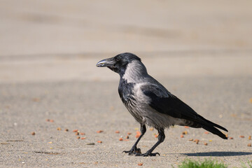 A carrion crow picking up food on a sunny day in spring