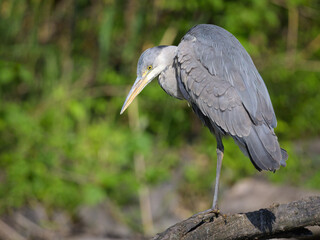 A grey heron standing near a pond