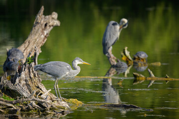 A grey heron standing near a pond