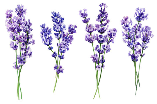 Bouquet of lavender flowers, watercolor illustration, floral painting