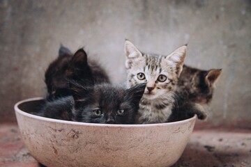 gatitos cachorros en un  plato