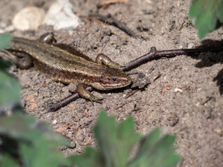 Viviparous lizard or common lizard (Zootoca vivipara) sunbathing in the brigth sun on the ground in the garden in spring. Detailed view of head and eye