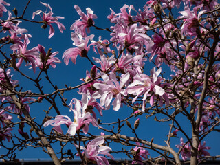 Close-up shot of the Pink star-shaped flowers of blooming Star magnolia - Magnolia stellata cultivar 'Rosea' in bright sunlight in spring with dark blue sky in background. Beautiful magnolia scenery © KristineRada