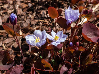 Small, delicate and charming spring-flowering asian twin leaf (Jeffersonia dubia) with pale violet and blue-lavender flowers in sunlight growing in the rock garden