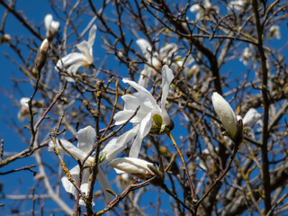 White flowers of blooming Mokyeon or kobus magnolia (Magnolia kobus DC. var. borealis) with bright blue sky and sunlight background in spring. Dreamy floral background