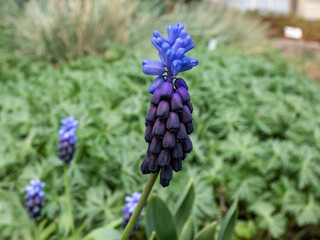 Fototapeta premium Close-up shot of gorgeous grape hyacinth (Muscari latifolium) buds displaying two different kinds of flowers. At the top are the light blue, below are dark purple-blue flowers in spring