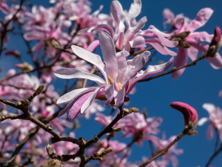 Close-up shot of the Pink star-shaped flowers of blooming Star magnolia - Magnolia stellata cultivar 'Rosea' in bright sunlight in spring with dark blue sky in background. Beautiful magnolia scenery