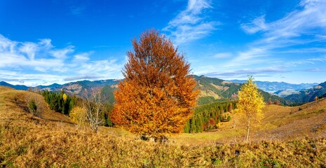 tree on hillside on autumn mountains. beautiful bright landscape with hazy mountain ridge in a...
