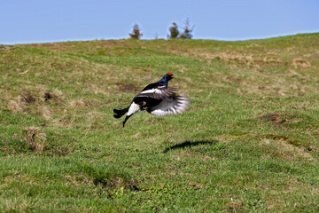 Tétras lyre (Lyrurus tetrix) mâle à l'envol. Alpes. France