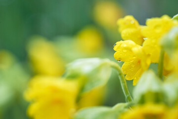 Yellow flowers background. Closeup of yellow flowers on blurred background with raindrop on petal.